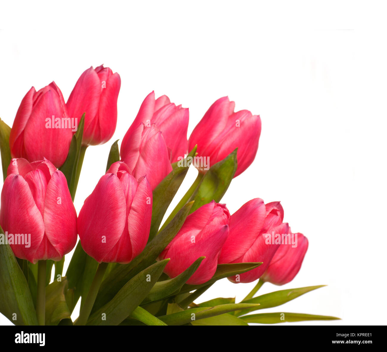 Beautiful pink tulips on a white studio background Stock Photo - Alamy