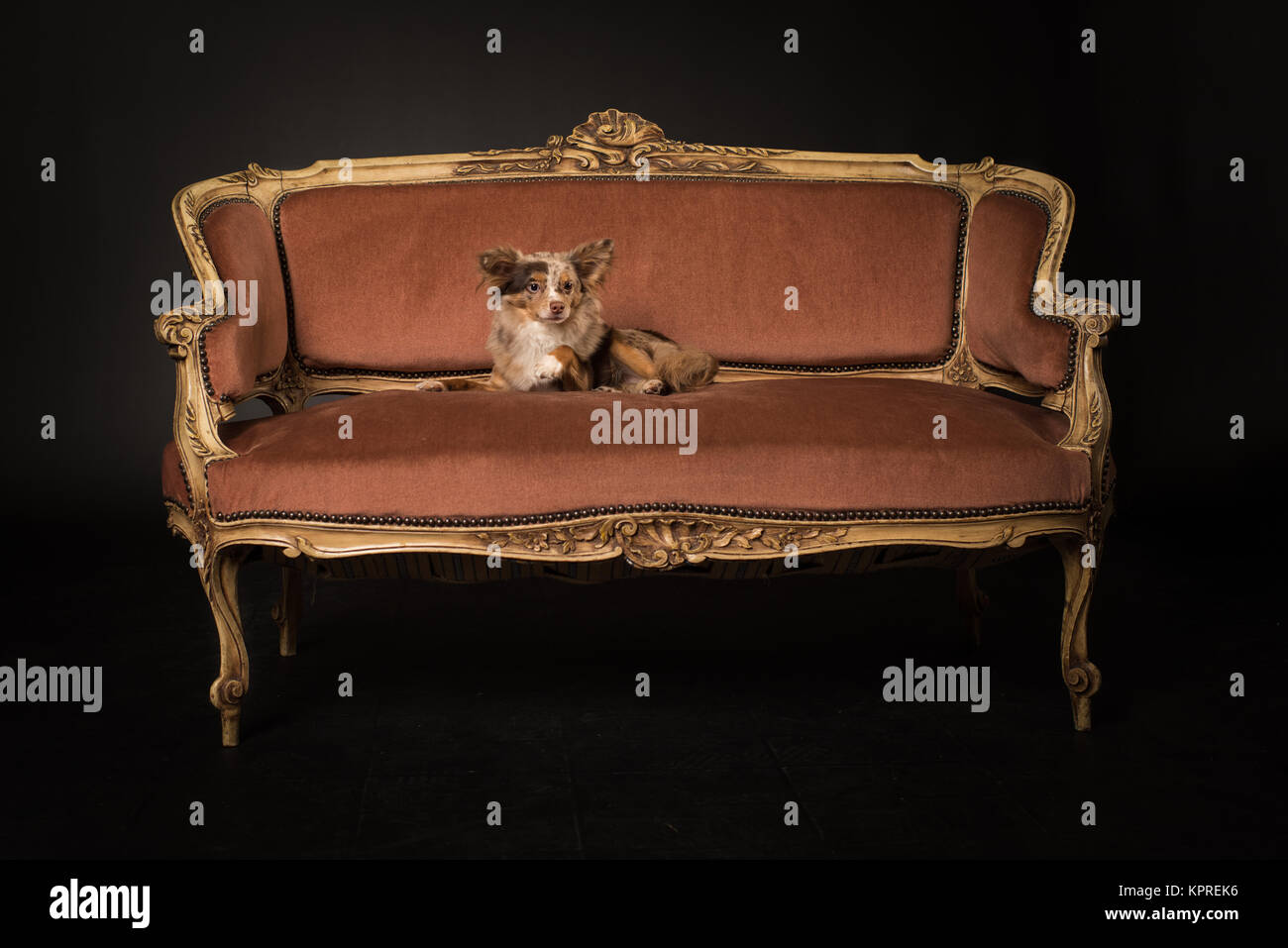 Dog hairs on sofa hires stock photography and images Alamy