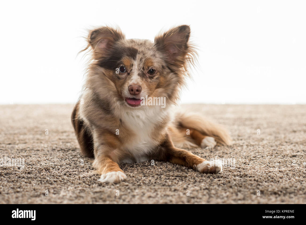 little chihuahua lies on a fluffy carpet Stock Photo