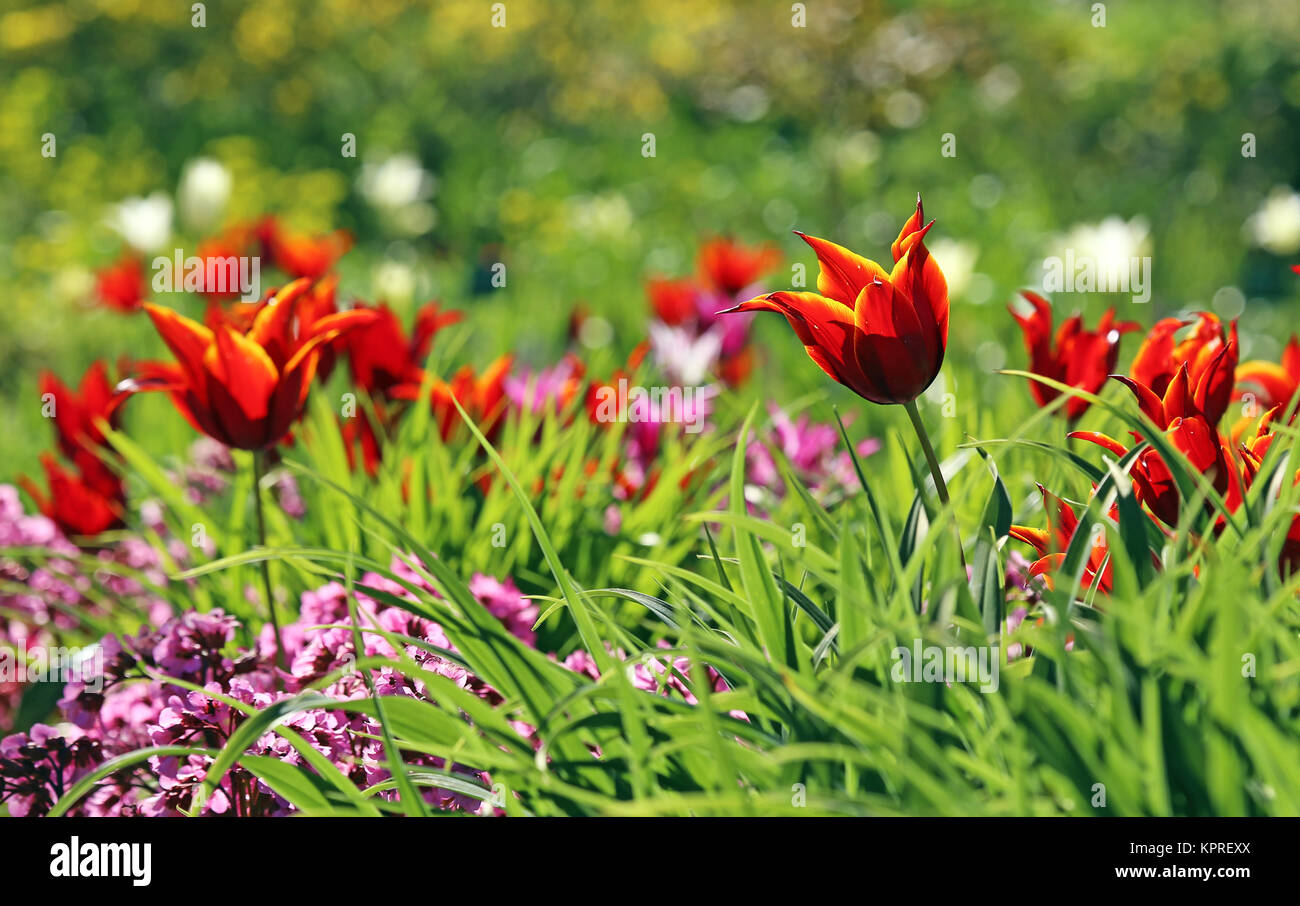 lily-flowered tulips tulipa queen of sheba Stock Photo