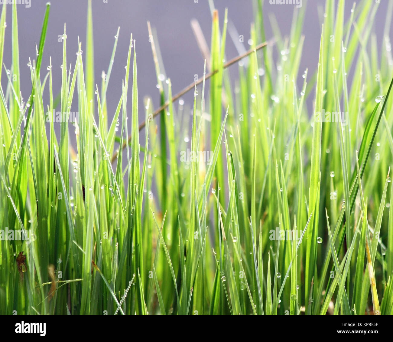 Blades grass water droplets hires stock photography and images Alamy