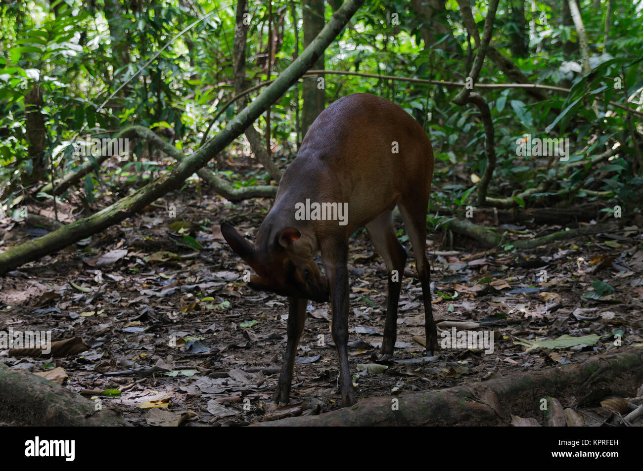 Zwerghirsch im Regenwald von Malaysia. Stock Photo