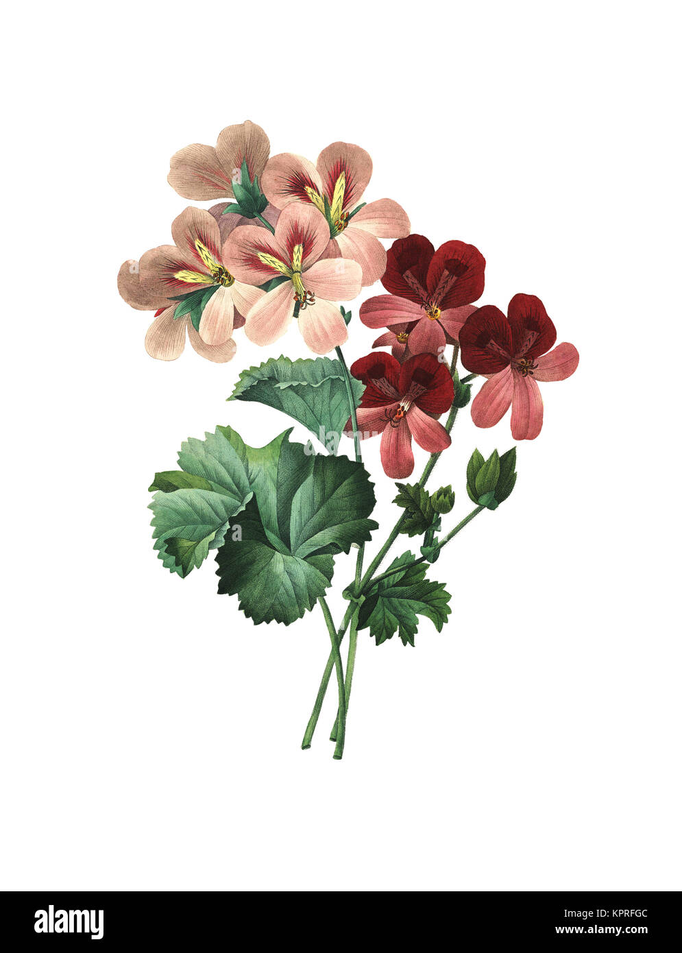 Botanical illustration geranium hi-res stock photography and images - Alamy