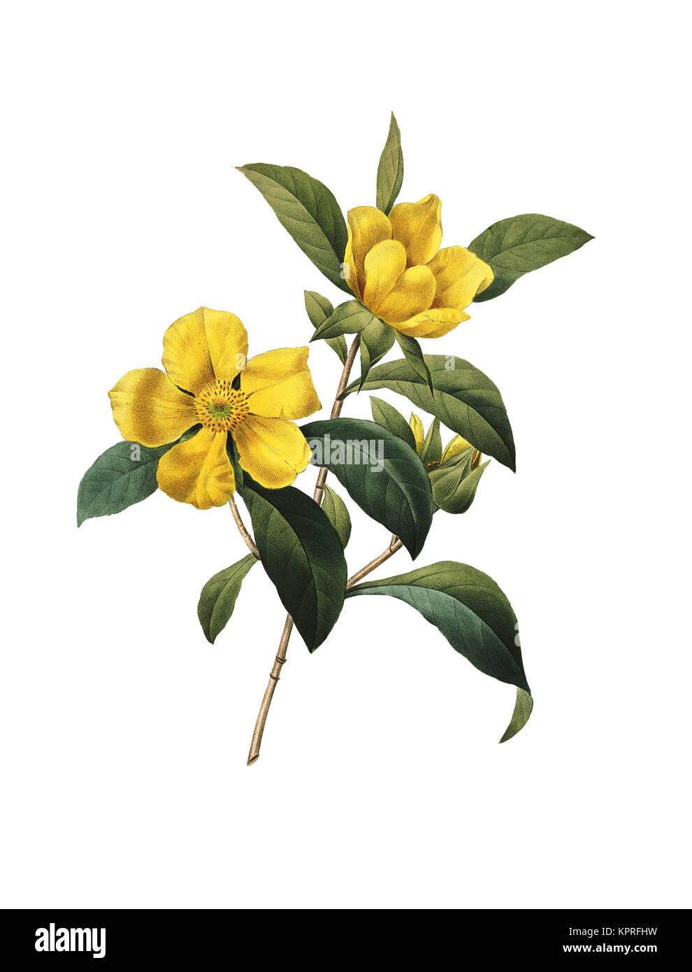 19th-century illustration of a Hibbertia scandens (also known as Snake Vine, Climbing Guinea Flower or Golden Guinea Vine). Engraving by Pierre-Joseph Stock Photo