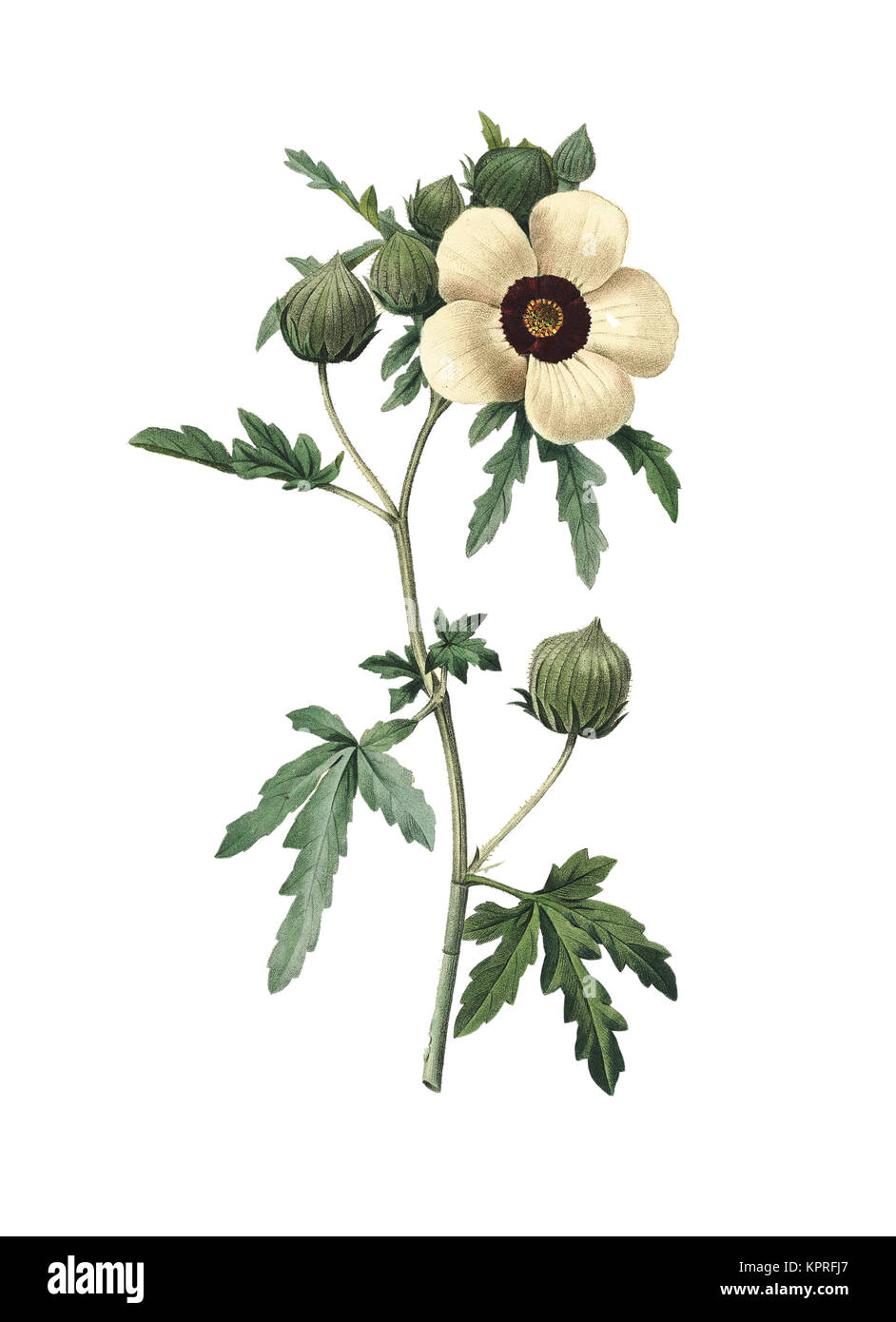 19th-century illustration of a Hibiscus trionum, also called flower-of-an-hour, bladder hibiscus, bladder ketmia, bladder weed, flower-of -the-hour, mo Stock Photo