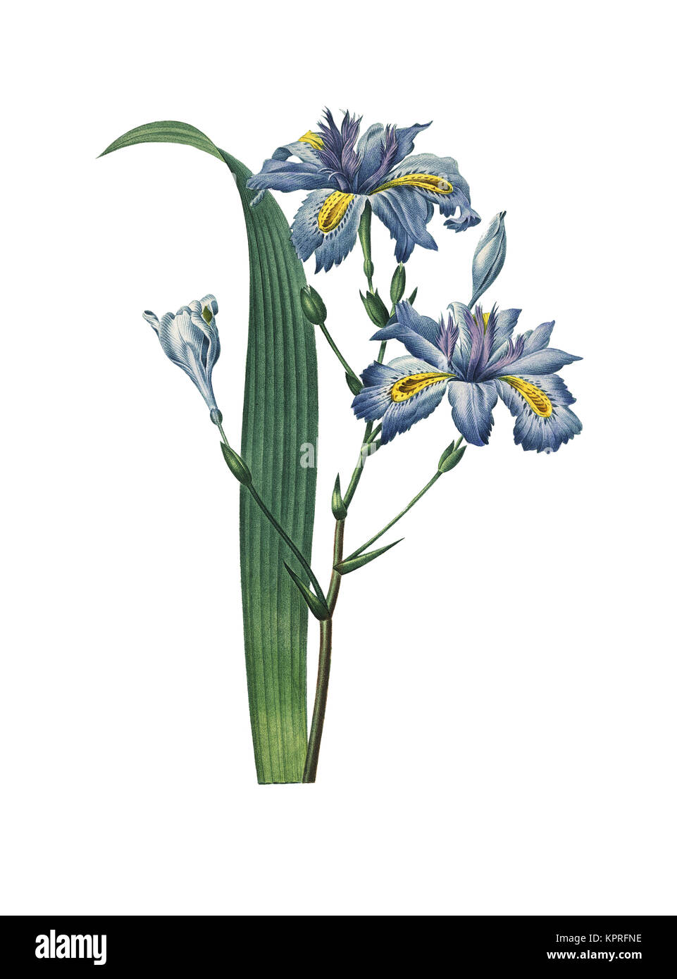 19th-century illustration of a Iris japonica or Japanese iris. Engraving by Pierre-Joseph Redoute. Published in Paris (1827). Stock Photo