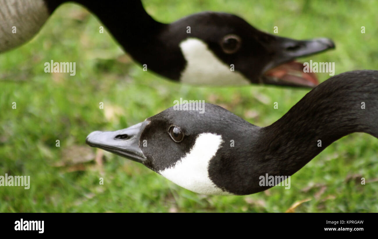 Greeting between two Canada Geese during mating season Stock Photo Alamy