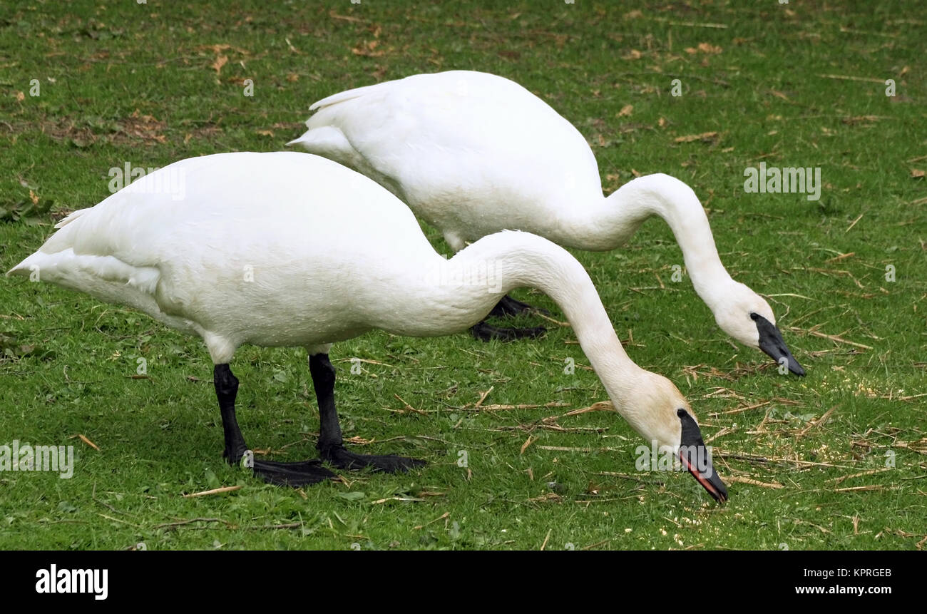 Breeding pair of Wild Trumpeter swans feeding on land Stock Photo
