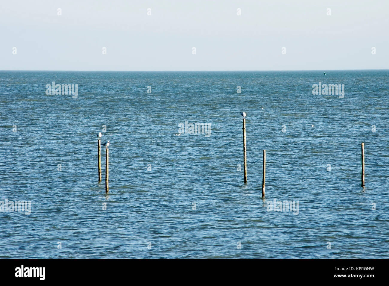Das Meer, Ijsselmeer, bei Volendam in den Niederlanden mit Reusen von Fischern. Stock Photo