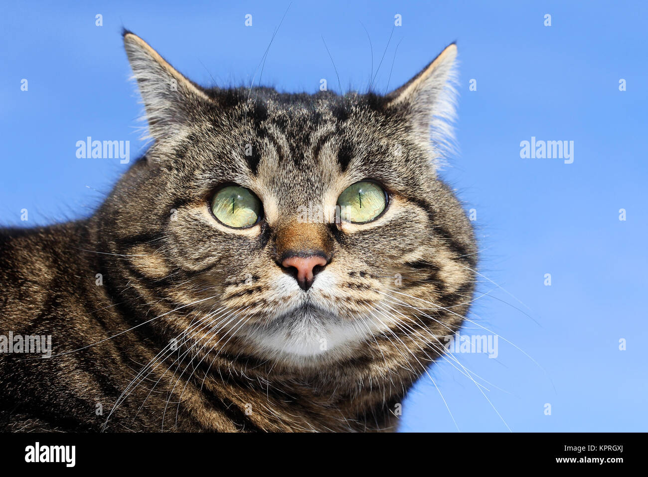 the curious interested gaze of a cat Stock Photo
