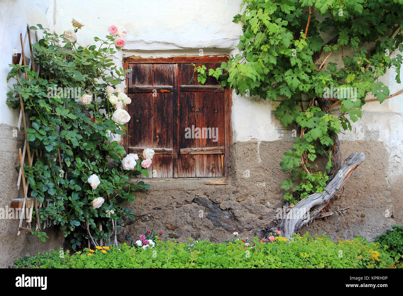the old window with wooden shutters and with roses and wine Stock Photo ...