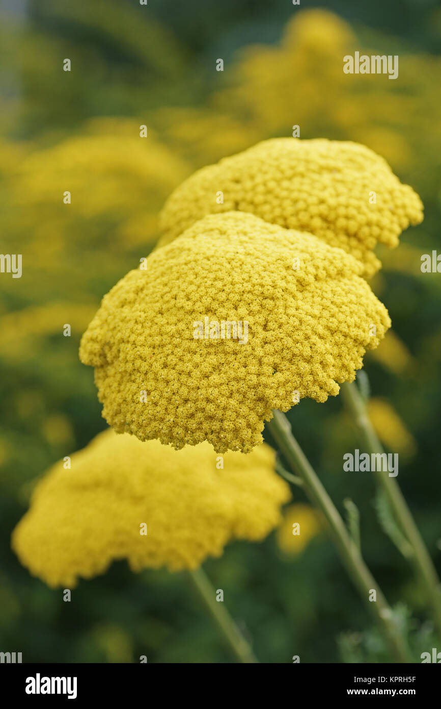 Achillea filipendula 'Gold Plate' Stock Photo