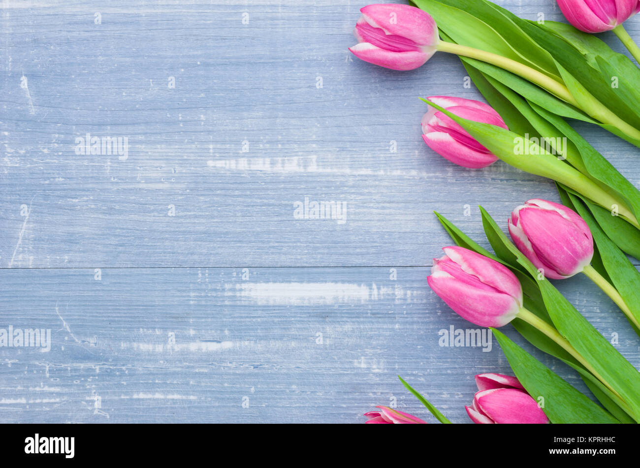 pink tulips on blue wooden background Stock Photo