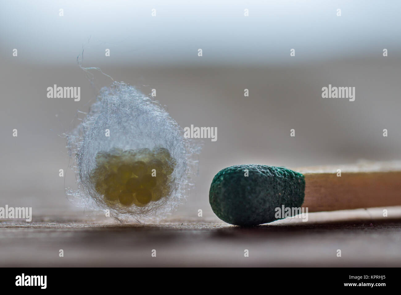 spiders cocoon with eggs in size comparison Stock Photo