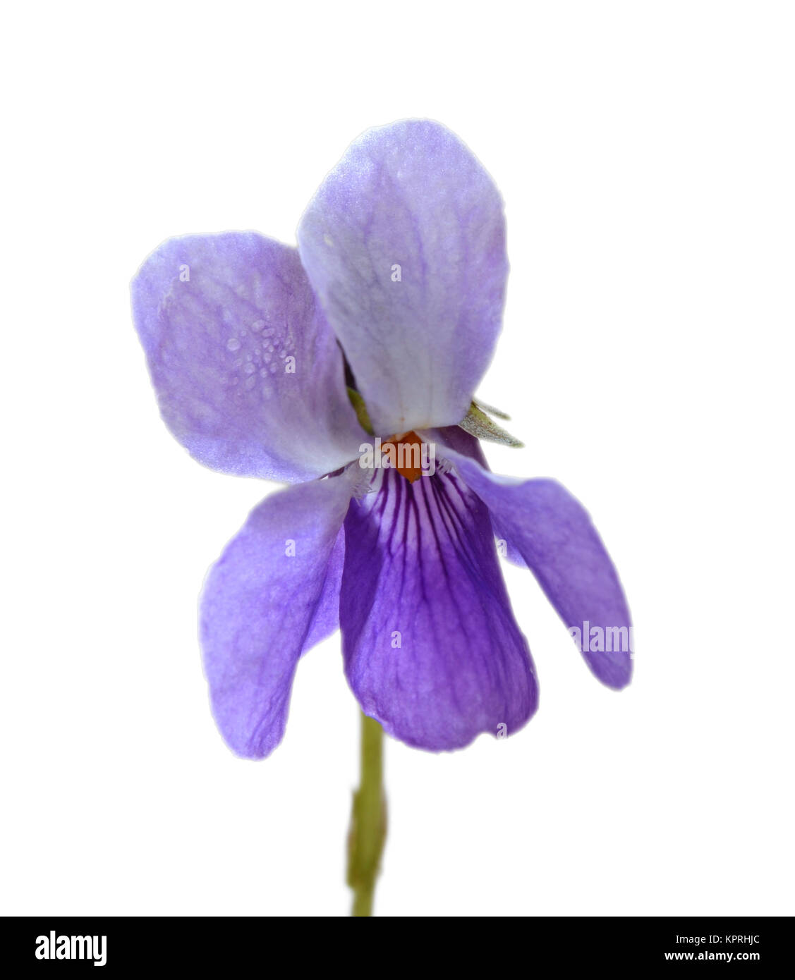 sweet violet Stock Photo