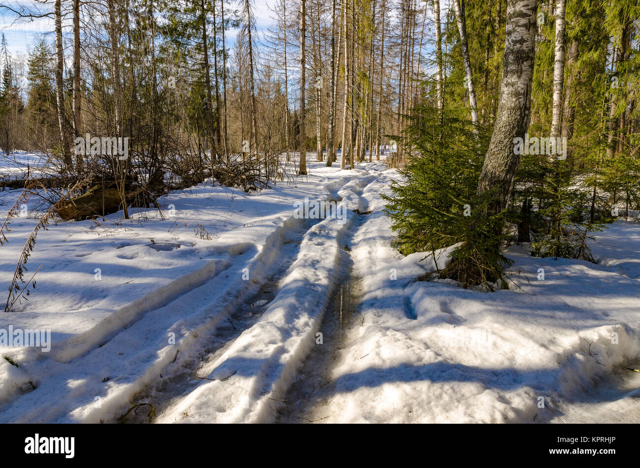 March Spring Outside March spring forest Stock Photo - Alamy
