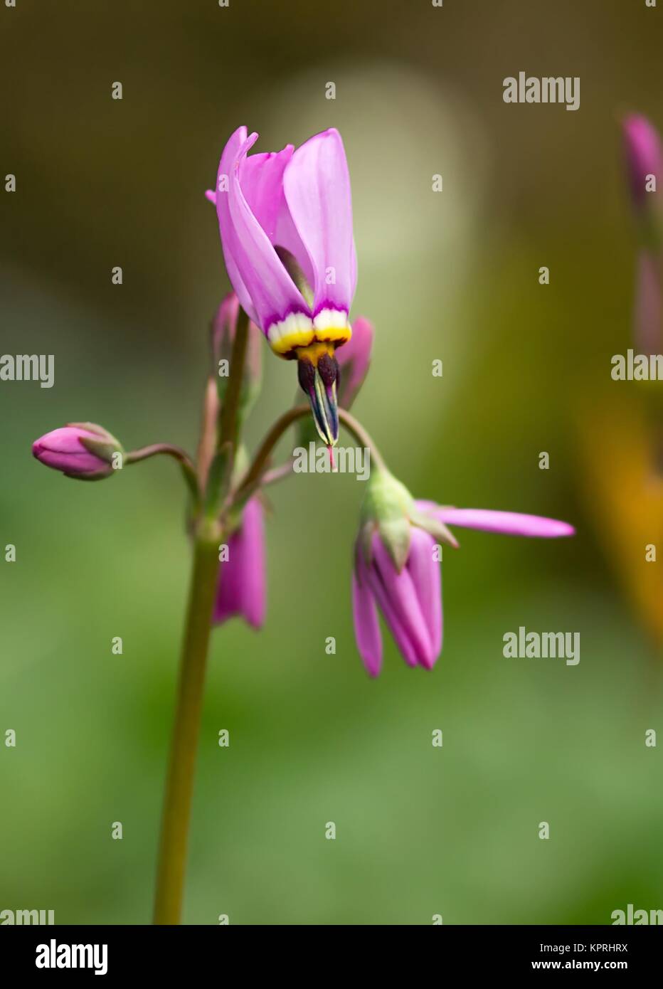 pink gods flower/pink dodecatheon Stock Photo