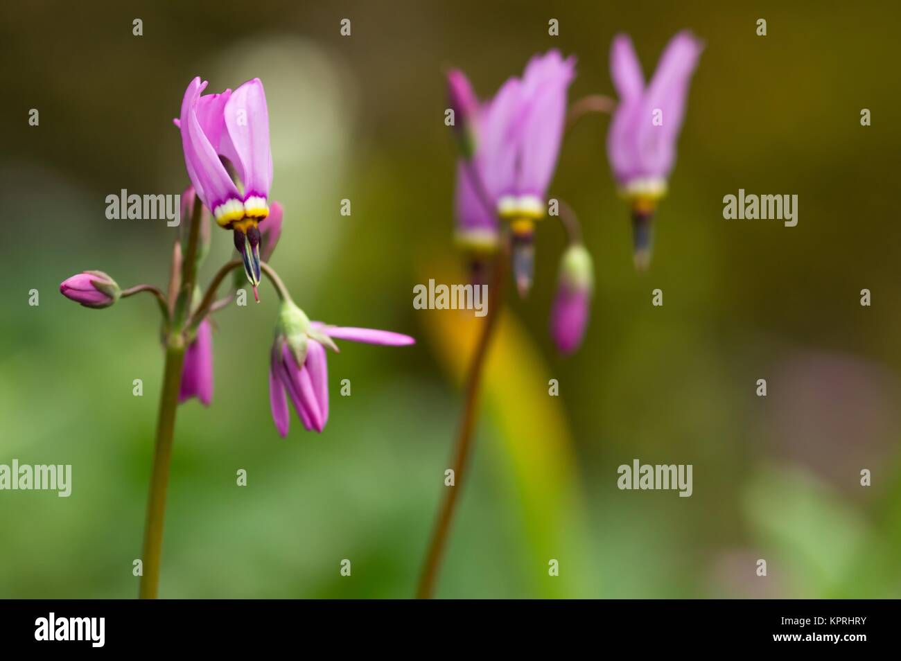 pink gods flower/pink dodecatheon Stock Photo