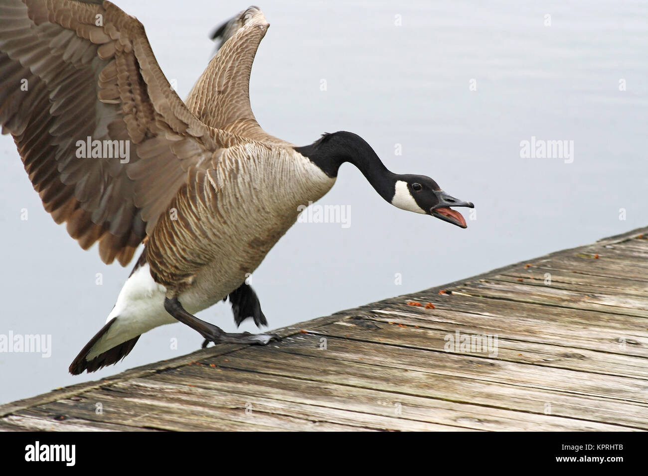 Aggressive Canada Goose landing on edge of a wooden Pier Stock Photo