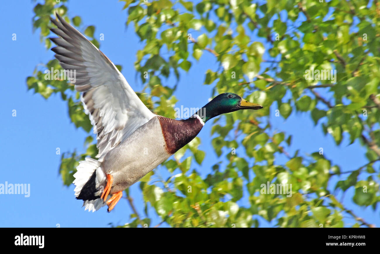 Mallard duck with its distinctive markings and colors flying free with ...