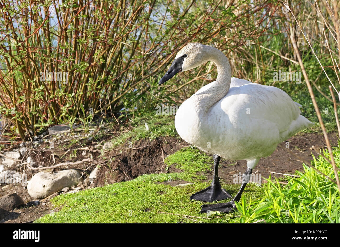 Wild Trumpeter Swan standing in natural habitat Stock Photo