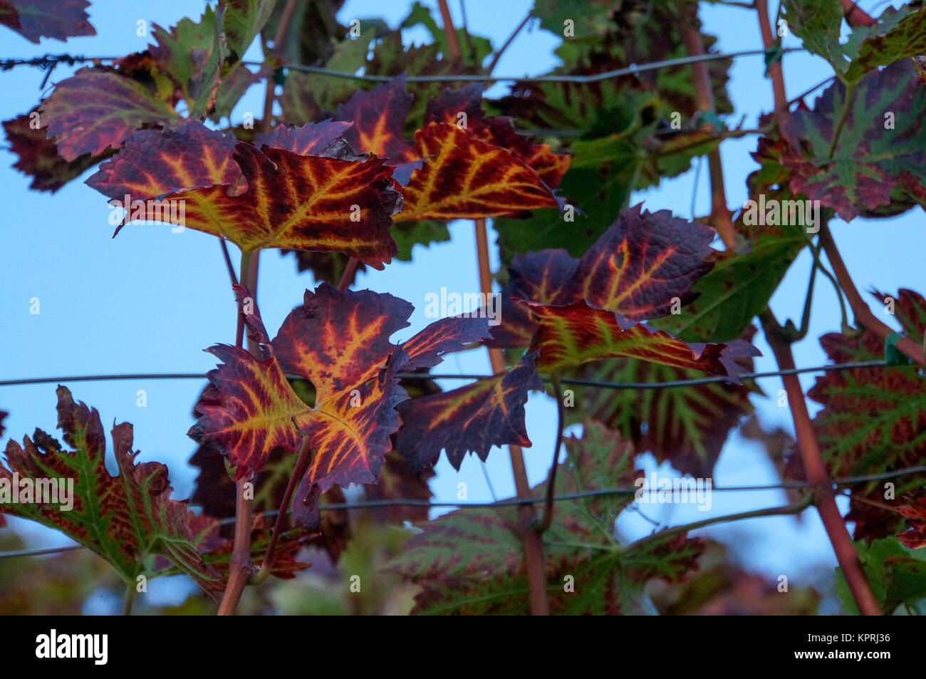 Weinblätter, Herbst, buntes Laub, Reben, Weinstock, Stock Photo