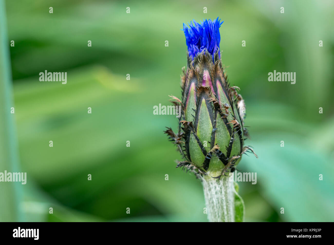 Garten Kornblume Stock Photos Garten Kornblume Stock Images Alamy