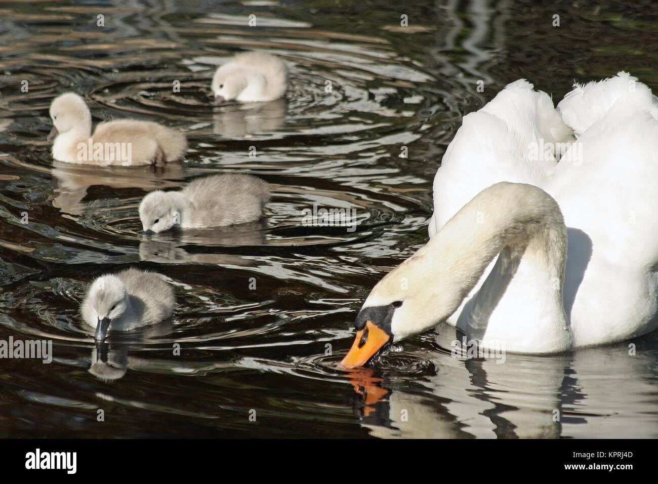 Mother Mute Swan teaching her young babies how to skim water surface with their beaks in search of food Stock Photo