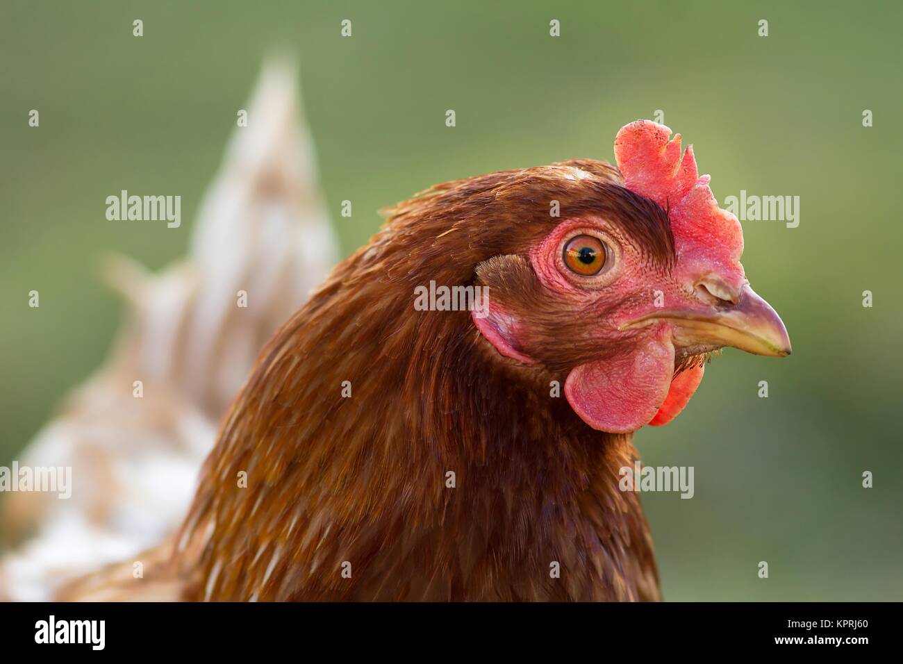 Brown chicken / Brown chicken Stock Photo