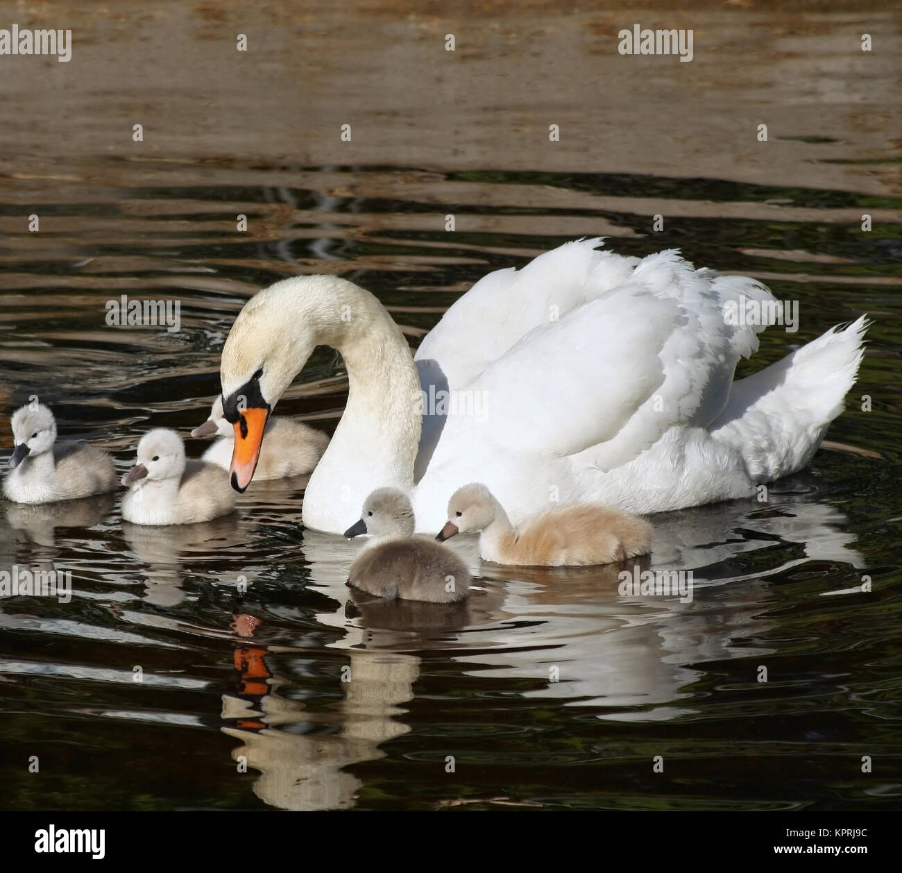 Beautiful Mute Swan with her FIVE young baby cygnets swimming on calm waters Stock Photo