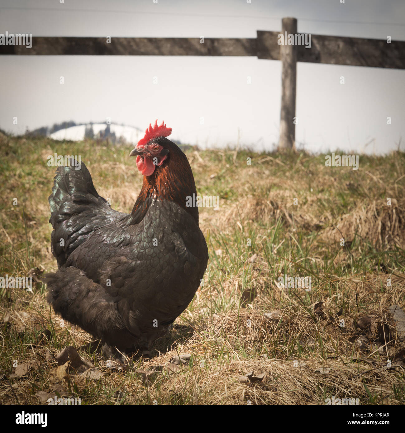 proud looking chicken in sunlight Stock Photo Alamy