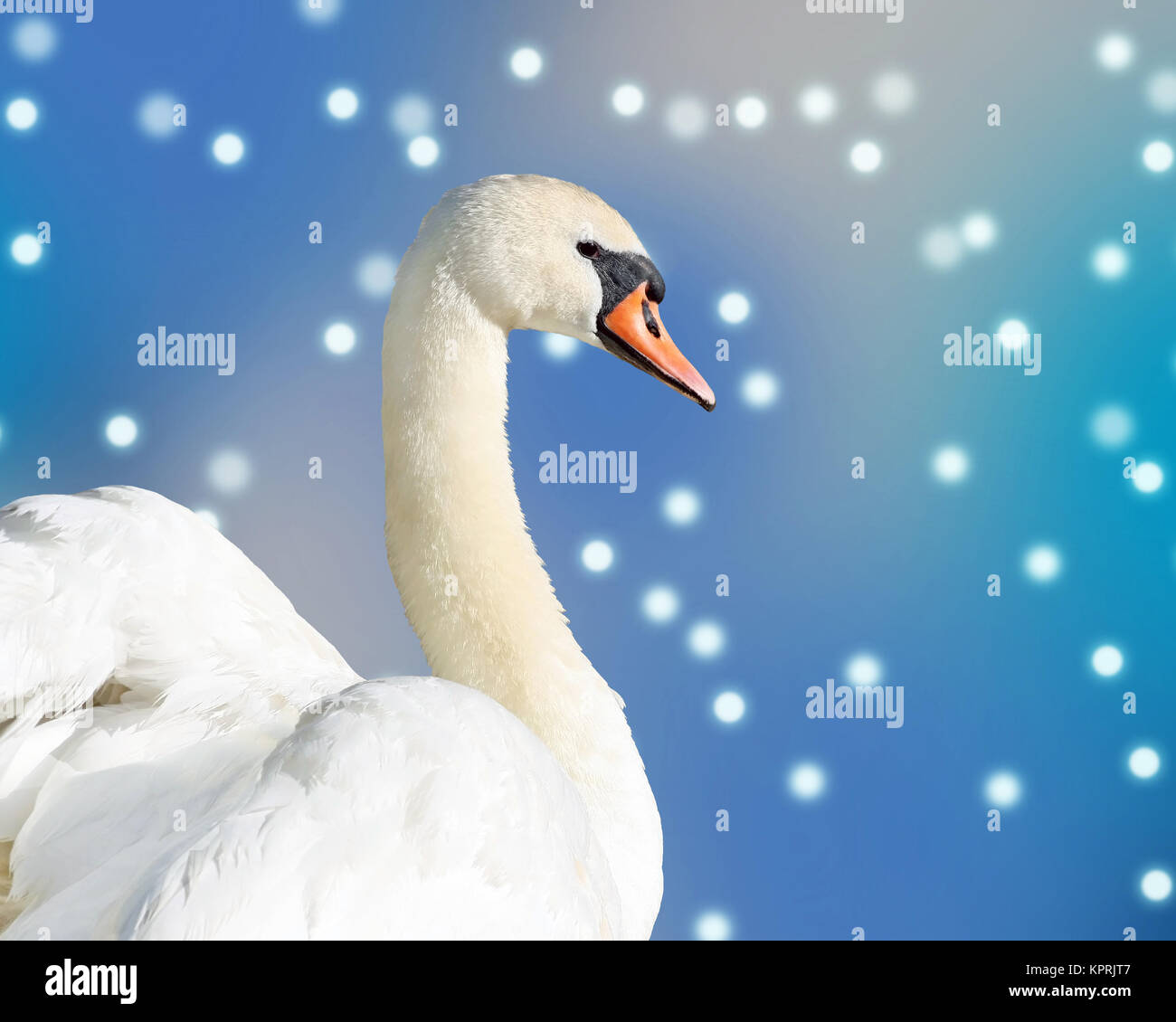 Beautiful white swan against an abstract falling snow background Stock ...