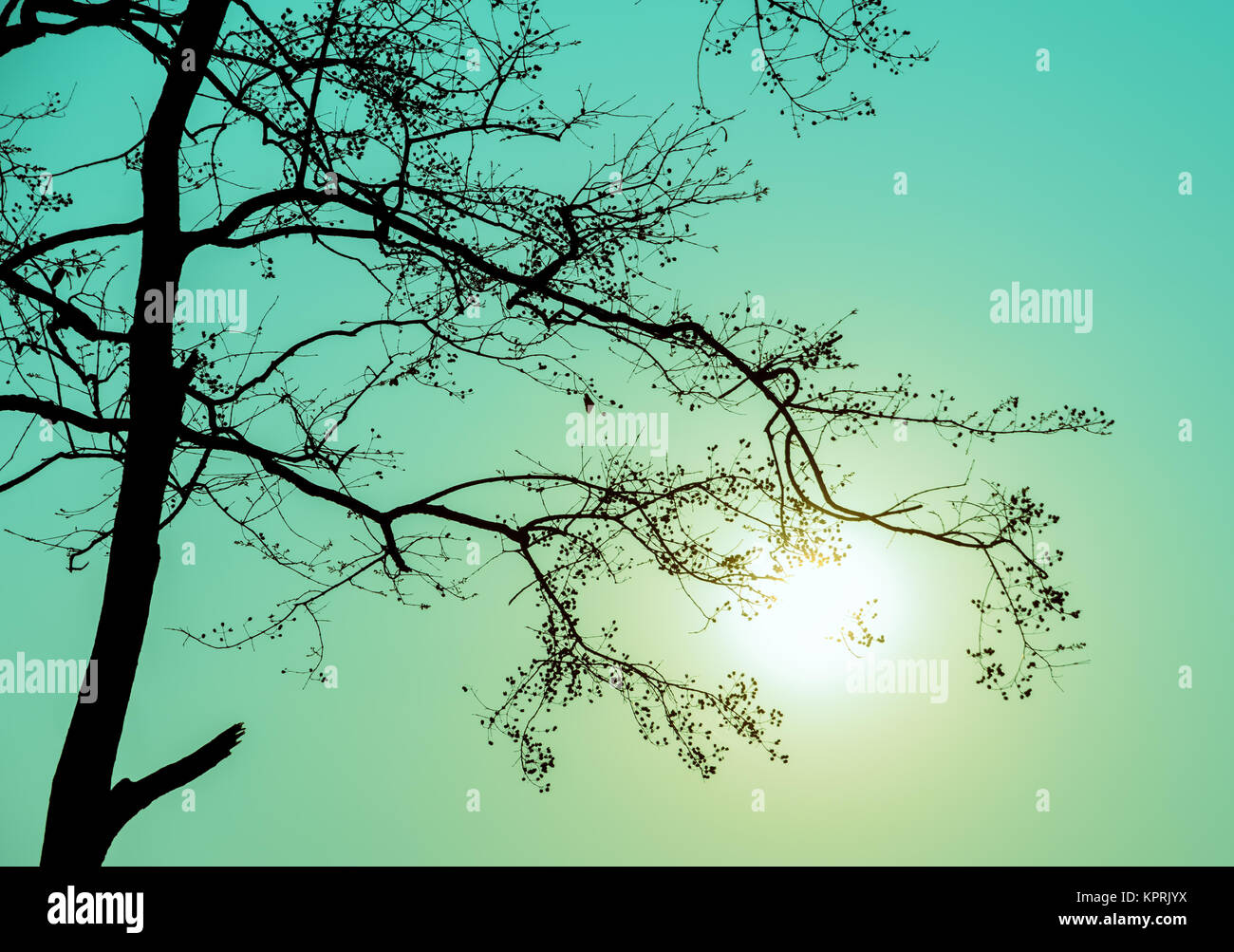 Silhouette tree branch in green background Stock Photo