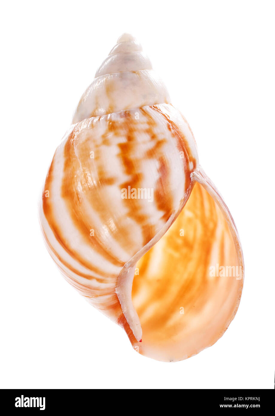 Sea shell isolated on white background Stock Photo - Alamy