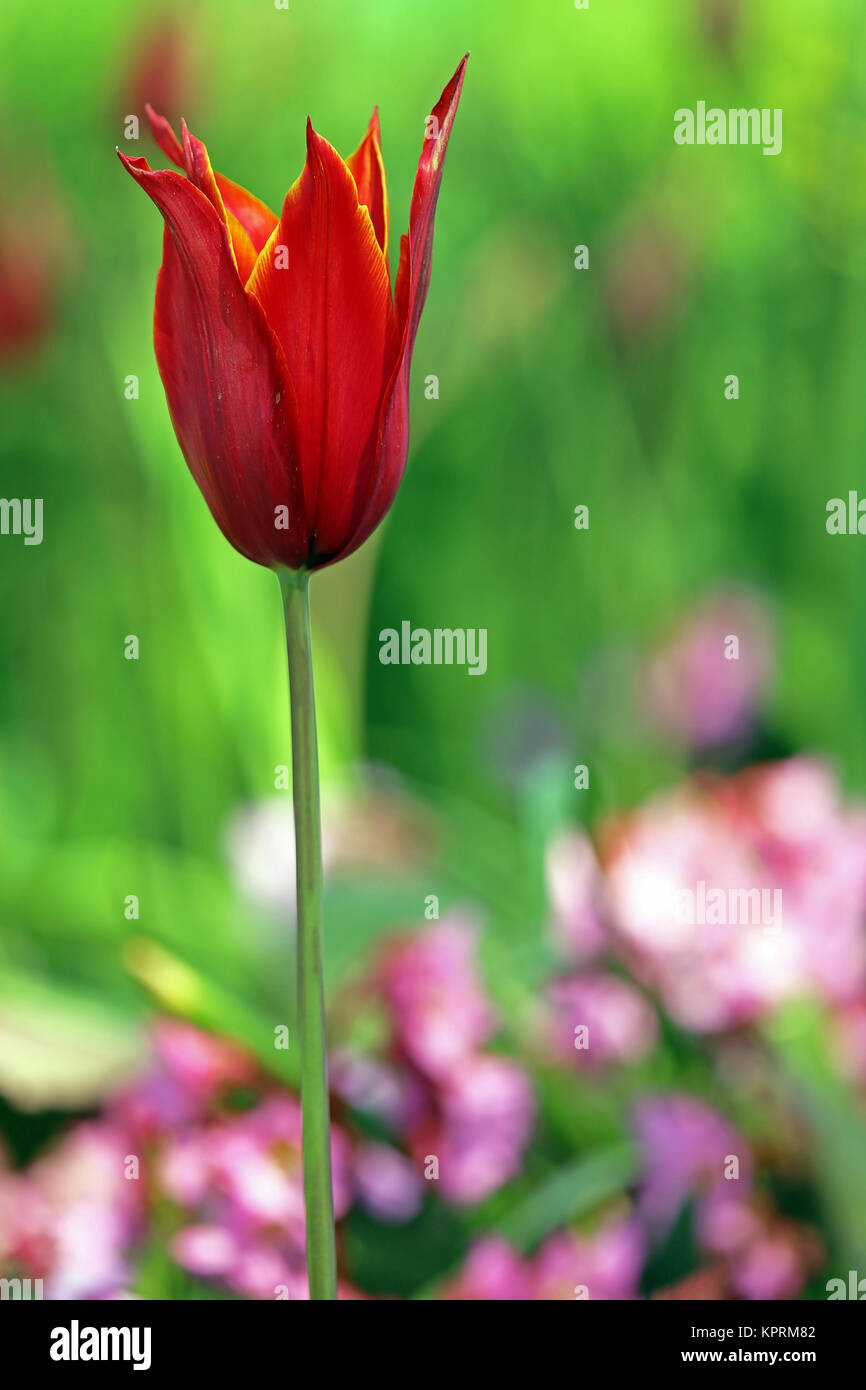 slim lile-blooded tulip tulipa queen of sheba Stock Photo