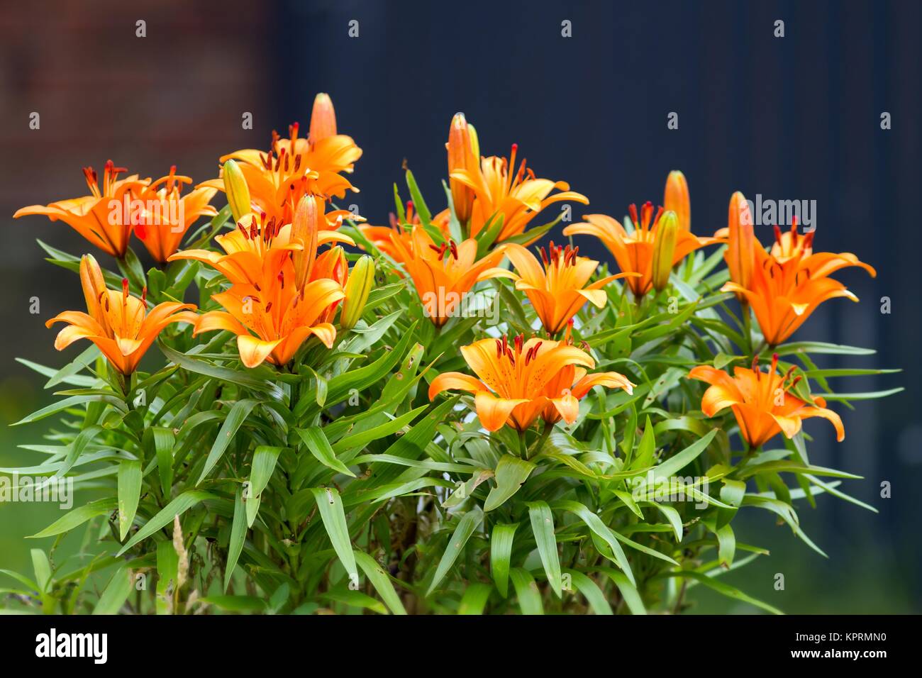 Fire lilies hi-res stock photography and images - Alamy