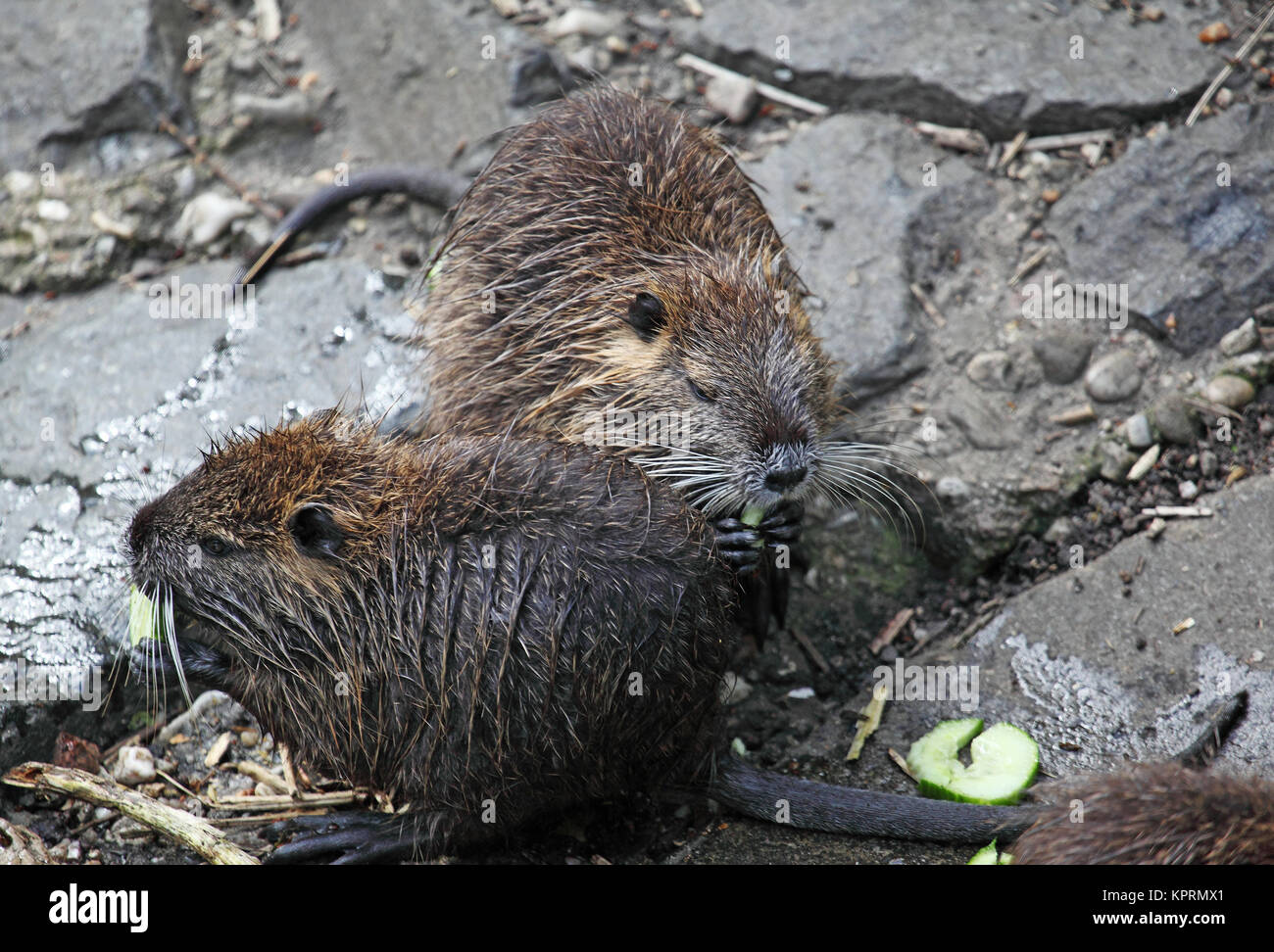 nutria on lake auensee in leipzig Stock Photo