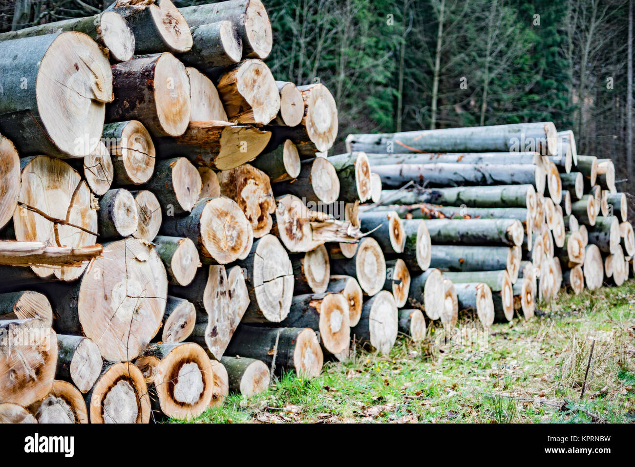beech tree trunks Stock Photo - Alamy
