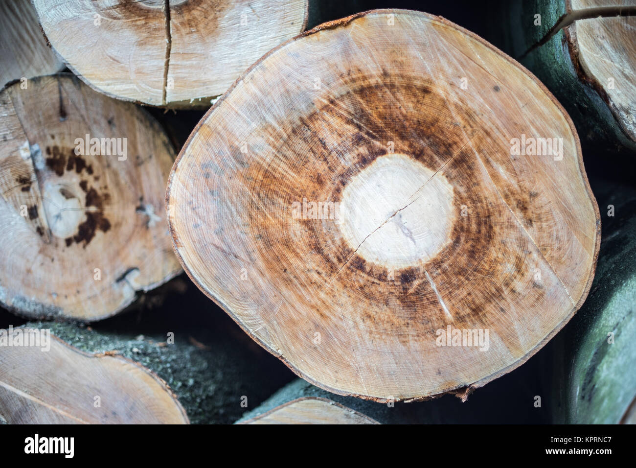 Beech tree trunks wood harvest Stock Photo