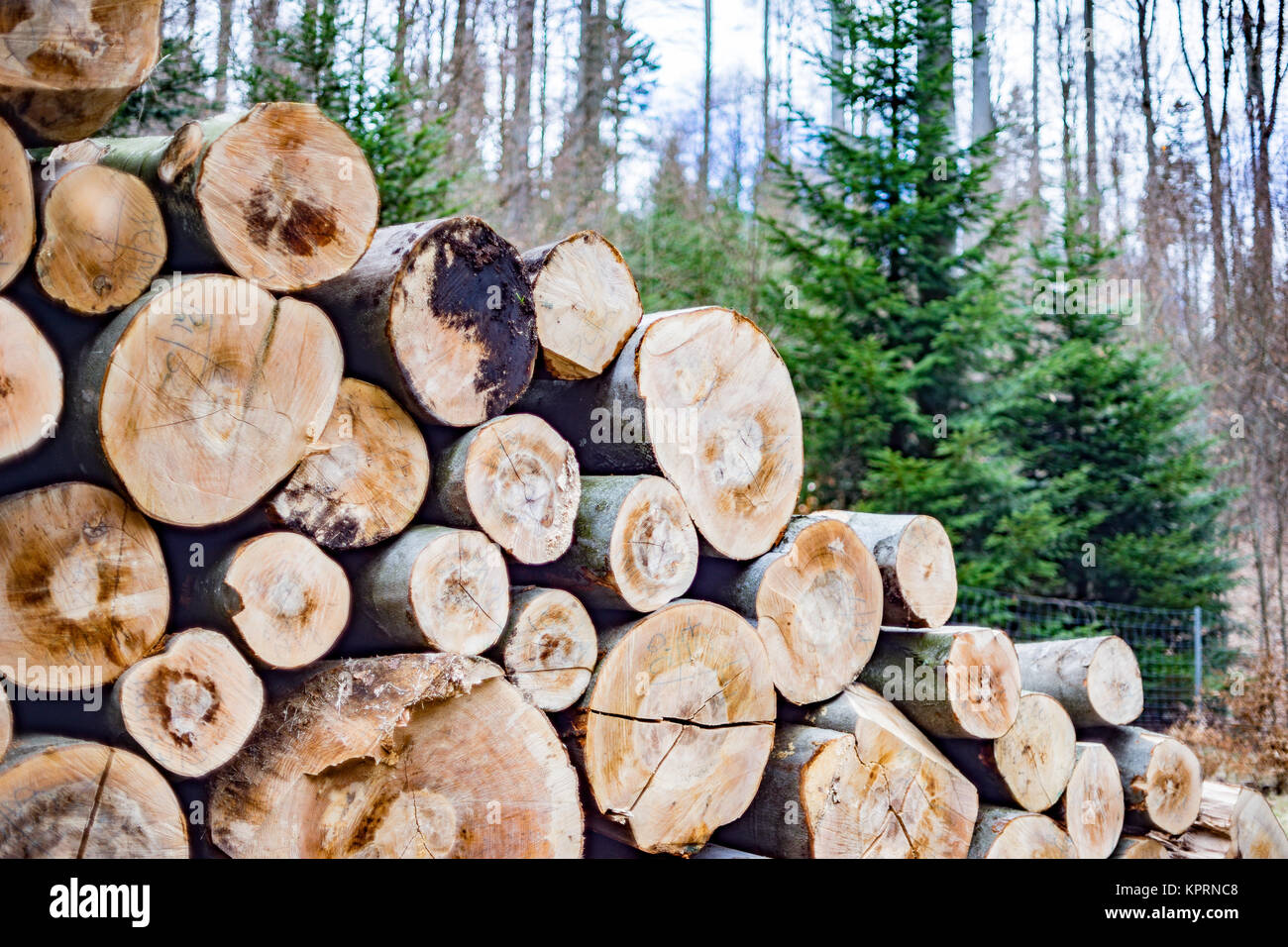 beech tree trunks wood harvesting Stock Photo