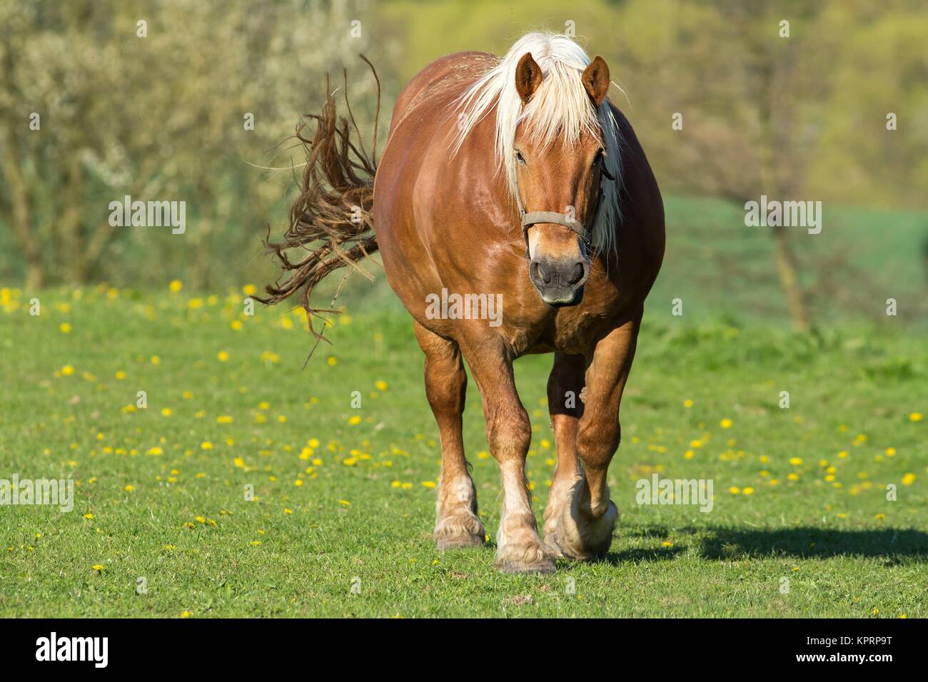 brown draft horse / brown coldblood horse Stock Photo - Alamy