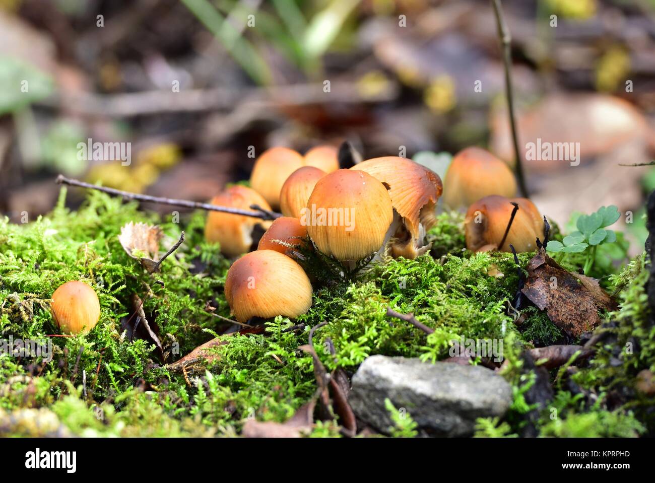 Sunlight on the Autumn Fruiting Fungi Stock Photo Alamy
