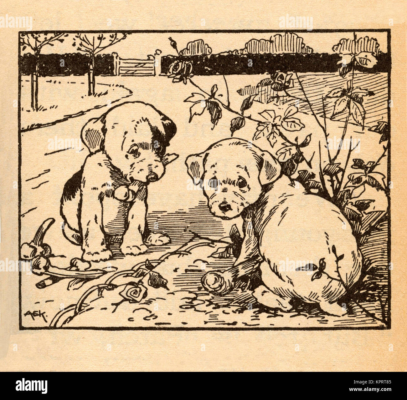 Digging up the Roses Stock Photo - Alamy