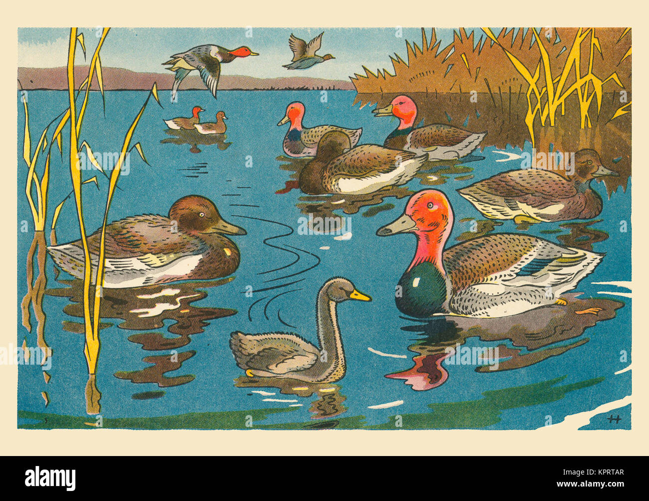 80+ Ugly Ducklings Stock Illustrations, Royalty-Free Vector