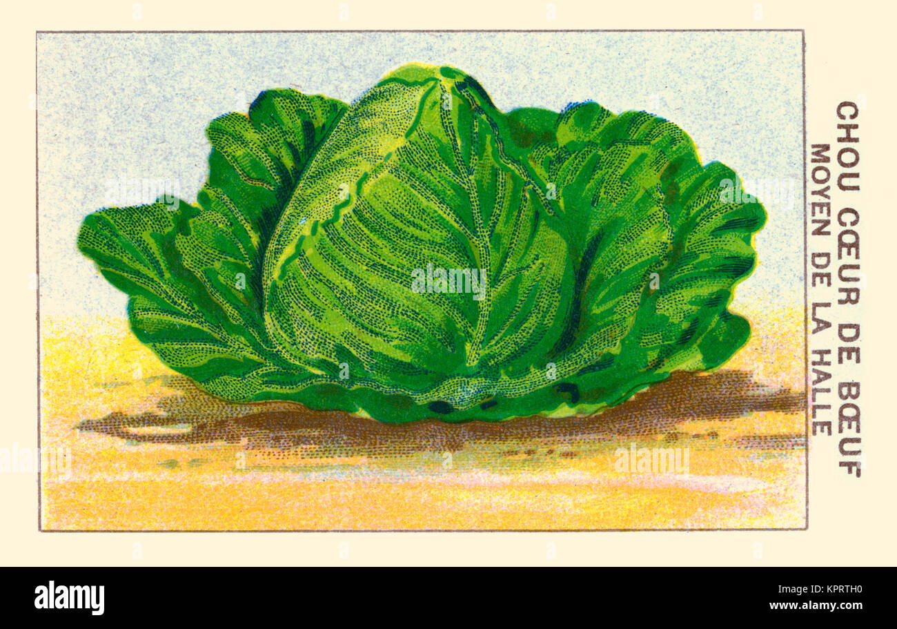 Chou Coeur de Boeuf Moyen de la Halle Stock Photo - Alamy