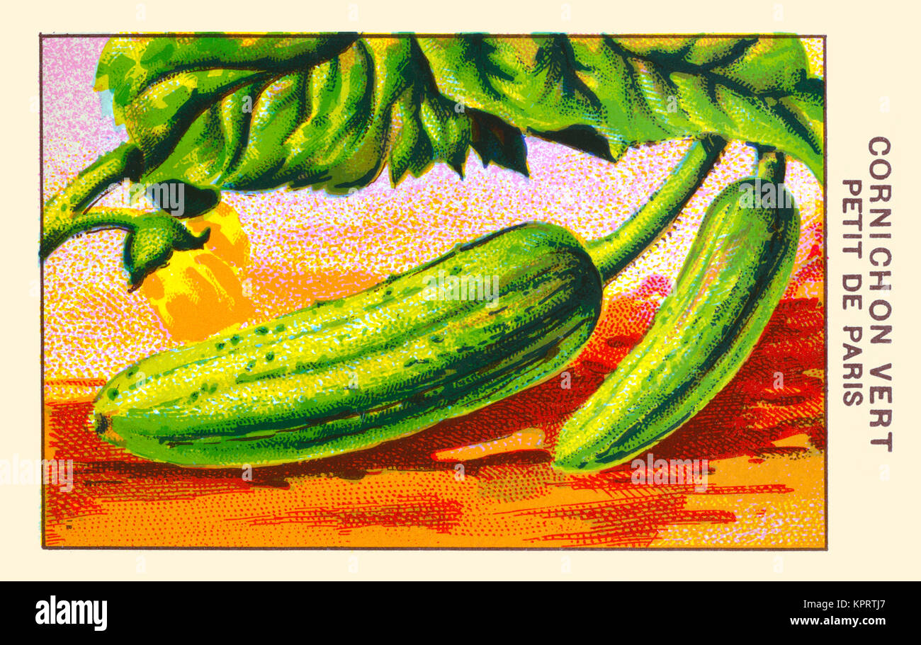 Cornichon Vert Petit de Paris Stock Photo Alamy