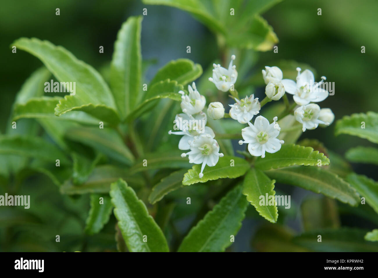 Acradenia frankliniae Stock Photo