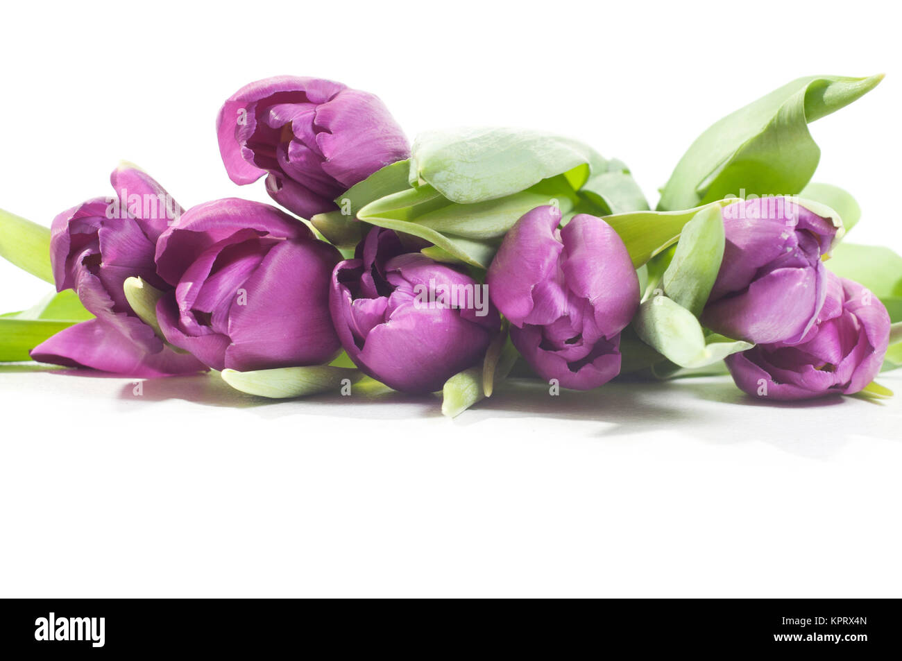 Tulips isolated on white background Stock Photo - Alamy