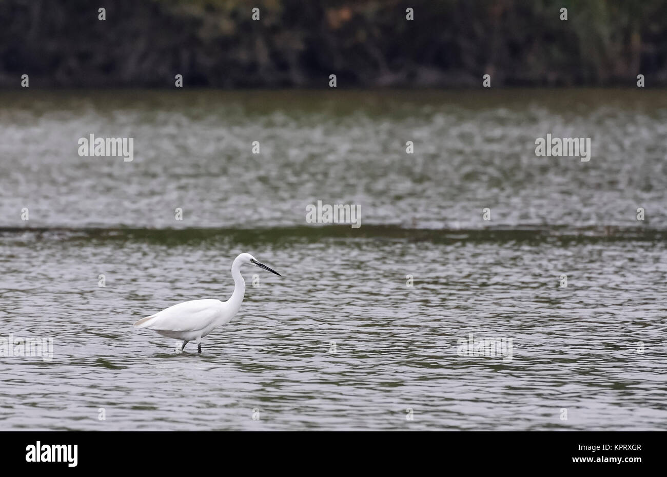 heron in see in burgenland Stock Photo