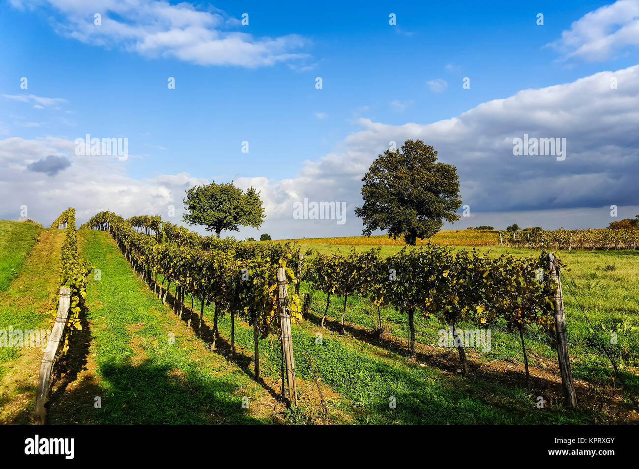 Vineyard in Burgenland near Neusiedlersee Stock Photo